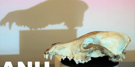 Skullbook - Digital Bone Library