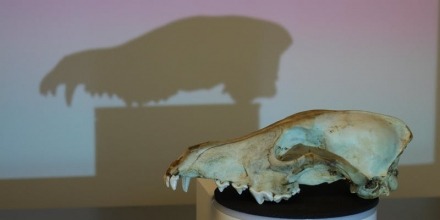 Conversations Across the Creek | Skullbook: A Digital Bone Library of Animal Skulls at the ANU