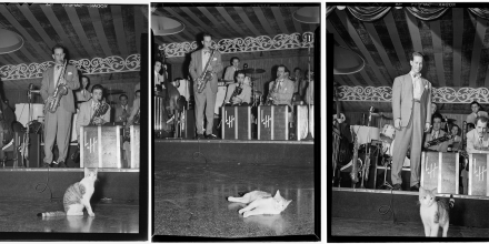 JazzCats JazzCats