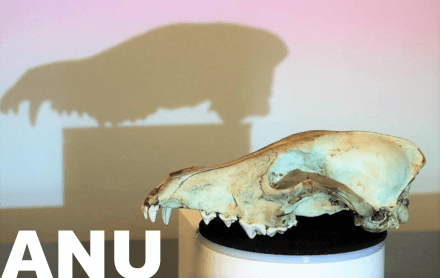 Skullbook - Digital Bone Library Skullbook - Digital Bone Library